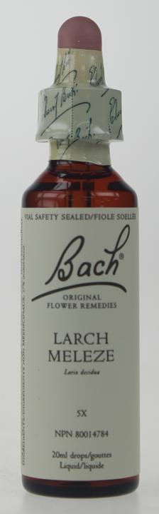 Larch