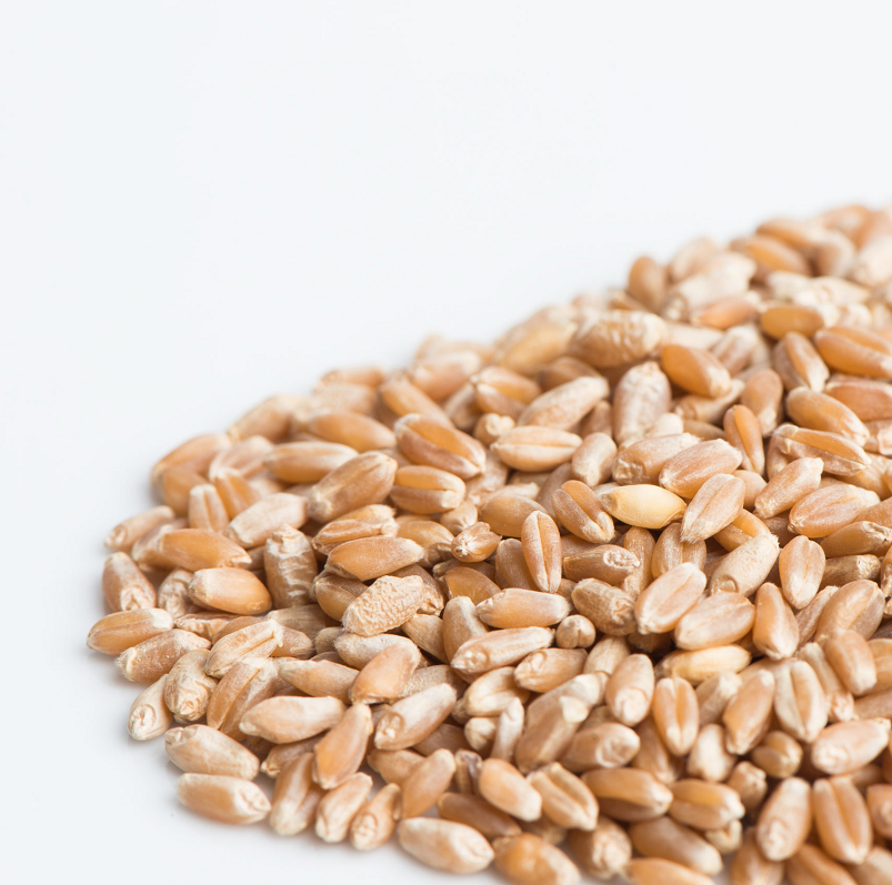 Wheat Berries