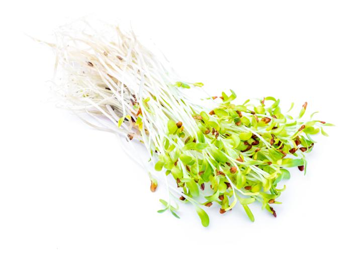 Alfalfa Sprouts