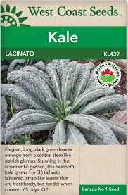 Seeds - Lacinato Kale