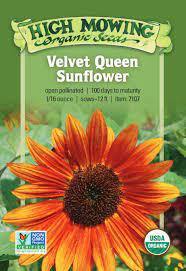 Velvet Queen Sunflower