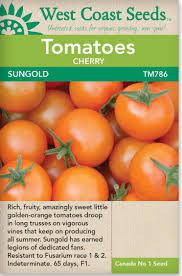 Seeds - Sungold Cherry F1 Tomato