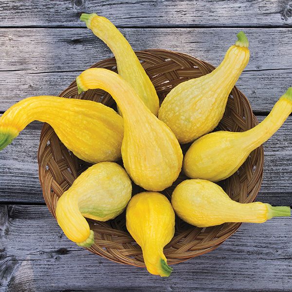 Yellow Crookneck Summer Squash - 1/8 ounce