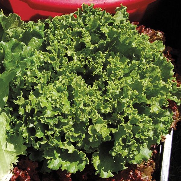 Green Star Lettuce - 1/32 ounce