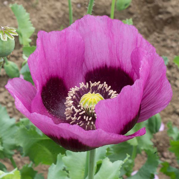 Planete Rouge Du Jura Poppy - 1/64 ounce