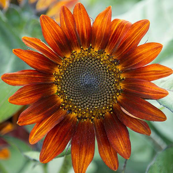 Seeds - Red Sunflower - 1/16 ounce